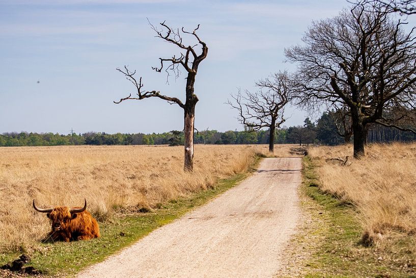 Schotse Hooglander in het Deelerwoud op de Veluwe van Merijn Loch
