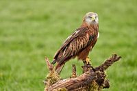 Een Rode Wouw, de roofvogel zit op een  boomstronk  in het gras.