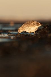 Guillemot de Troïl au museau caché dans l'eau
