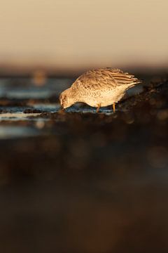 Kanoet met een in het water verstopte snoet van Nature Laurie Fotografie