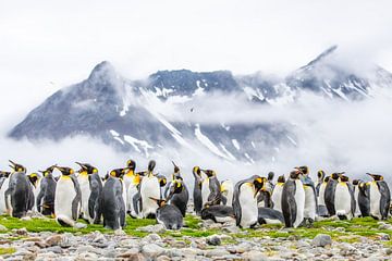 Koningspinguïns op south Georgia