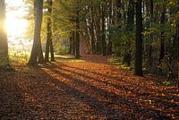 Zonnestralen in de herfst