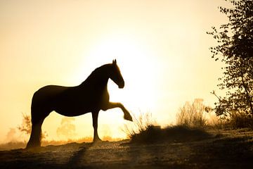 Silhouet paard in vroege ochtendlicht van Shirley van Lieshout
