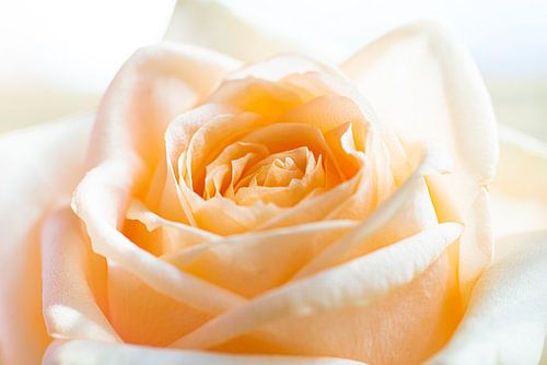 Rose orange