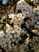 Fleur blanche