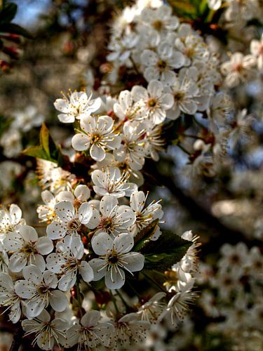 Weiße Blüte
