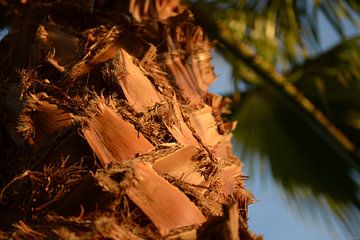Avond zon kleurt de Palmboom van Wouter Cornelissen