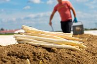 Landwirtschaftliche Spargelernte