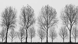 Doppelreihe auf einer Deichstraße von Cobi de Jong