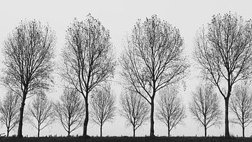 Double row atop a dyke road by Cobi de Jong