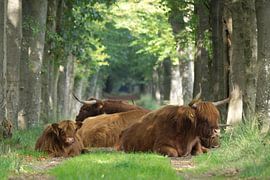 Schottische Highlander von Sjoerd de Hoop