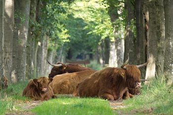 Les Highlanders écossais