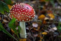 Champignon (amanite tue-mouches)