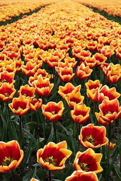 Field full of tulips by Lisette van Leeuwen