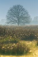 Sunset & Diamonds over a foggy Field