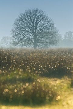 Sunset & Diamonds over a foggy Field van AudFocus - Audrey van der Hoorn