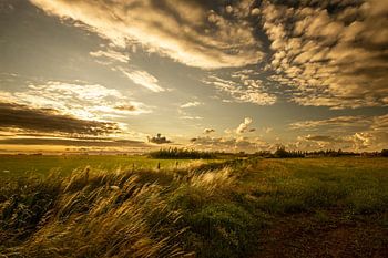 Sonnenuntergang im Den Haager Beemdenbos