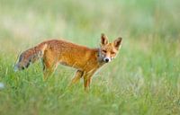 Red fox cub von Menno Schaefer Miniaturansicht