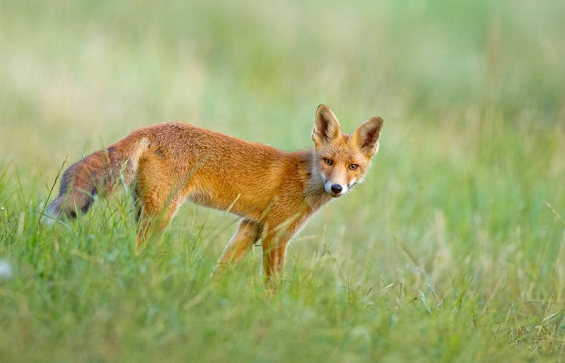 Jonge vos in het gras von Menno Schaefer