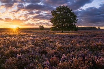 Flowering heather sunrise by Rick Kloekke