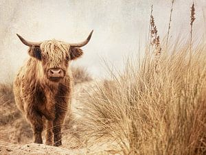 Highlander in Dünenlandschaft