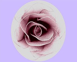 Still Life Salmon Tulle Rose by Loreta