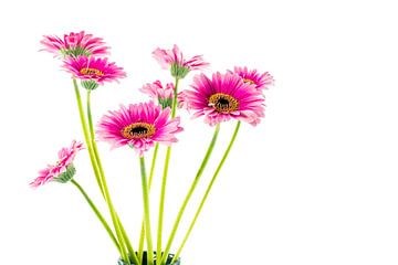 eight pink gerbera isolated on white van ChrisWillemsen