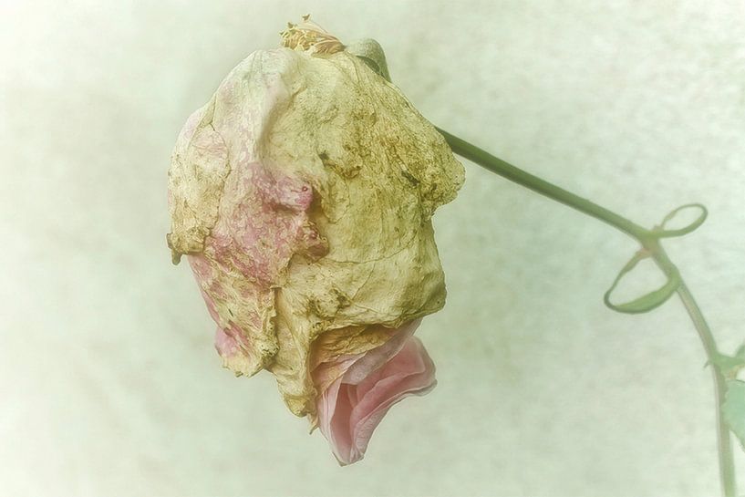 getrocknet (rose) von marleen brauers