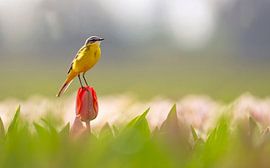 Blumen von Marian Le Pair - van Os