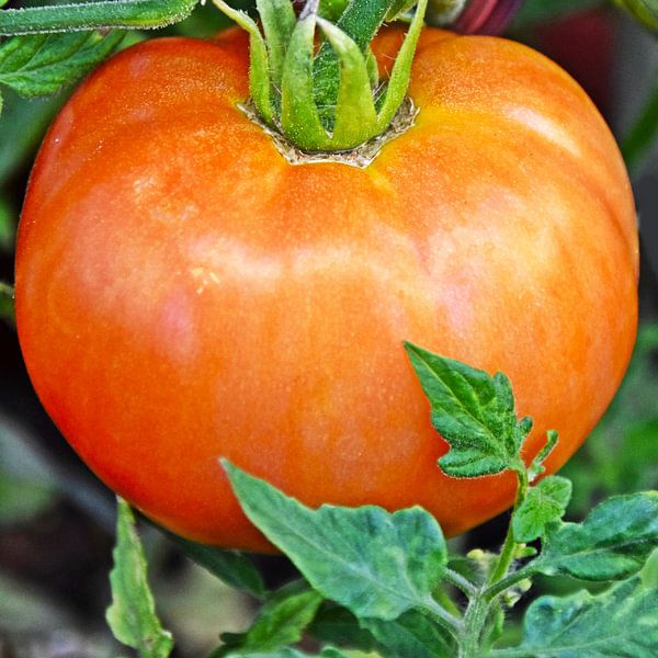 une tomate rouge dans mon jardin par Werner Lehmann