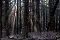Donker bos