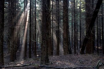 Forêt sombre