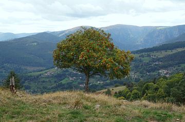 Vosges by Madeltijntje
