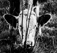 Black and white portrait of a cow / calf grazing on the shore of a ditch
