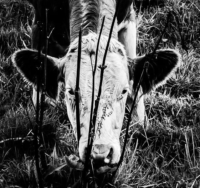 Zwart-wit portret van een koe / kalf dat graast aan de oever van een sloot van Hans Post