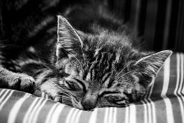 Niedliches gestreiftes Kätzchen schlafend monochrom von Imladris Images