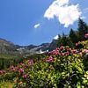 Alpenrosen auf dem Hirzer in den Sarntaler Alpen von Martina Weidner