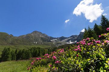 Alpenrozen op de Hirzer in de Sarntaler Alpen van Martina Weidner