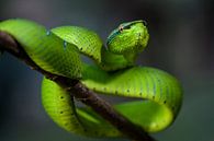 Wagler's pit viper (Tropidolaemus wagleri) by Richard Guijt Photography thumbnail