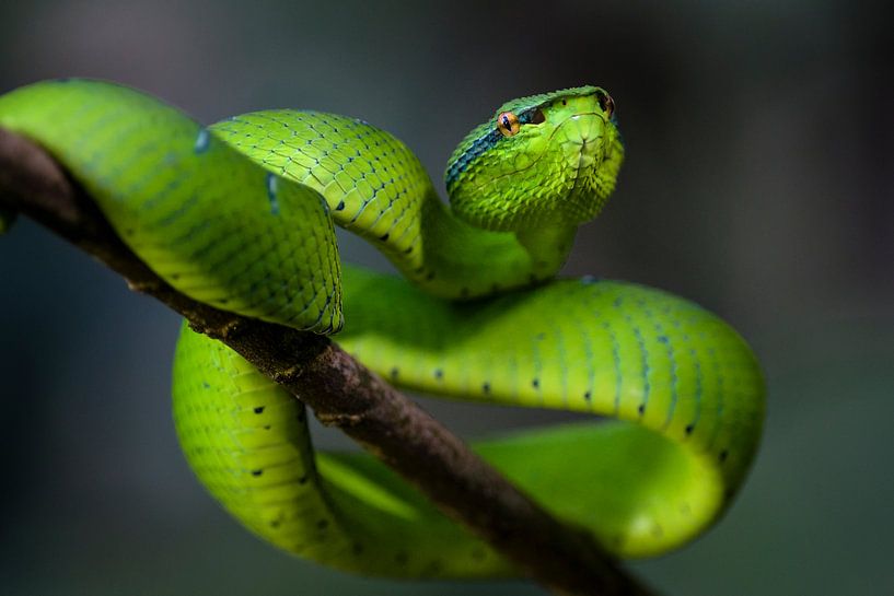 Wagler's lanspuntslang (Tropidolaemus wagleri) van Richard Guijt Photography