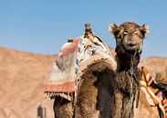een bepakte kameel in de woestijn op de grens van Israel en egypte van ChrisWillemsen thumbnail