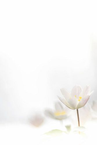 Hikey - approach to a wood anemone - 1