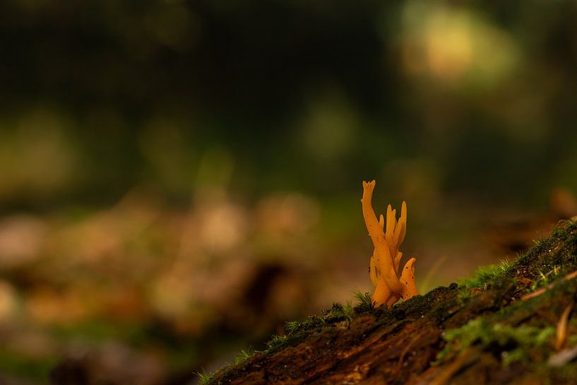 Tiny sticky coral fungus by Johannes Jongsma