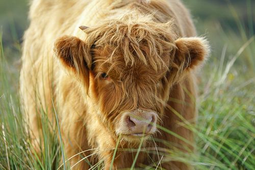 Highlander écossais