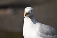 Portrait of a seagull by Nicolette Vermeulen thumbnail