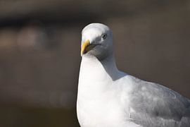 Portrait of a seagull by Nicolette Vermeulen