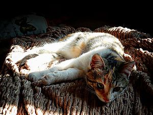 Kleines Fräulein