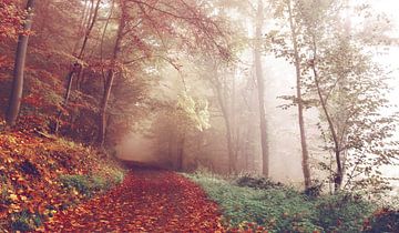 Fall Forest Foothpath