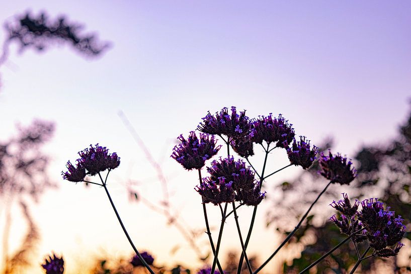 Flowers by Art Pictures by  Lotte