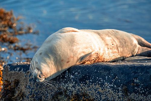 Les voiles sur la plage rocheuse d'Islande